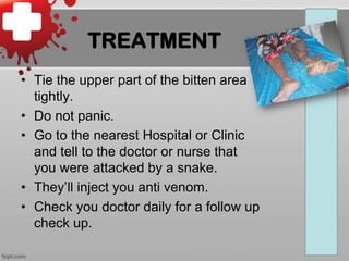TREATMENT
• Tie the upper part of the bitten area
tightly.
• Do not panic.
• Go to the nearest Hospital or Clinic
and tell to the doctor or nurse that
you were attacked by a snake.
• They’ll inject you anti venom.
• Check you doctor daily for a follow up
check up.

 
