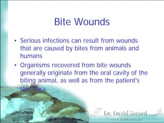 Bite Wound Lecture