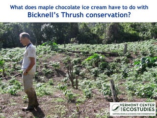 What does maple chocolate ice cream have to do with
Bicknell’s Thrush conservation?
 