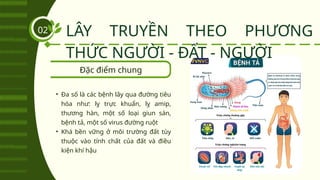 Đặc điểm chung
LÂY TRUYỀN THEO PHƯƠNG
THỨC NGƯỜI - ĐẤT - NGƯỜI
02
• Đa số là các bệnh lây qua đường tiêu
hóa như: lỵ trực khuẩn, lỵ amip,
thương hàn, một số loại giun sán,
bệnh tả, một số virus đường ruột
• Khá bền vững ở môi trường đất tùy
thuộc vào tính chất của đất và điều
kiện khí hậu
 