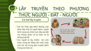 Cơ chế lây truyền
LÂY TRUYỀN THEO PHƯƠNG
THỨC NGƯỜI - ĐẤT - NGƯỜI
02
• Các tác nhân gây bệnh đường ruột
được đào thải từ người bệnh, người
lành mang tác nhân trực tiếp vào đất
mà không được xử lý hoặc xử lý
không triệt để.
• Con người bị lây nhiễm khi sinh
hoạt, trong lao động sản xuất, hoặc
qua các vật trung gian truyền bệnh
mang vào thức ăn
 
