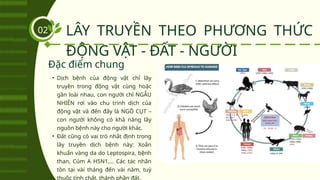 LÂY TRUYỀN THEO PHƯƠNG THỨC
ĐỘNG VẬT - ĐẤT - NGƯỜI
02
• Dịch bệnh của động vật chỉ lây
truyền trong động vật cùng hoặc
gần loài nhau, con người chỉ NGẪU
NHIÊN rơi vào chu trình dịch của
động vật và đến đây là NGÕ CỤT –
con người không có khả năng lây
nguồn bệnh này cho người khác.
• Đất cũng có vai trò nhất định trong
lây truyền dịch bệnh này: Xoắn
khuẩn vàng da do Leptospira, bệnh
than, Cúm A H5N1,… Các tác nhân
tồn tại vài tháng đến vài năm, tuỳ
thuộc tính chất, thành phần đất.
Đặc điểm chung
 