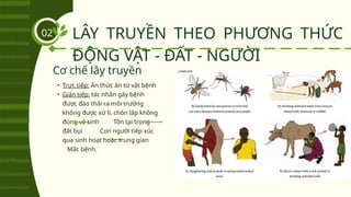 • Trực tiếp: Ăn thức ăn từ vật bệnh
• Gián tiếp: tác nhân gây bệnh
được đào thải ra môi trường
không được xử lí, chôn lấp không
đúng vệ sinh Tồn tại trong
đất bụi Con người tiếp xúc
qua sinh hoạt hoặc trung gian
Mắc bệnh.
LÂY TRUYỀN THEO PHƯƠNG THỨC
ĐỘNG VẬT - ĐẤT - NGƯỜI
02
Cơ chế lây truyền
 
