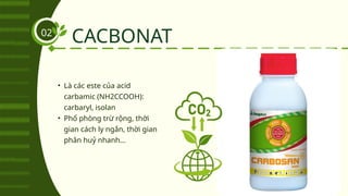 CACBONAT
• Là các este của acid
carbamic (NH2CCOOH):
carbaryl, isolan
• Phổ phòng trừ rộng, thời
gian cách ly ngắn, thời gian
phân huỷ nhanh...
02
 