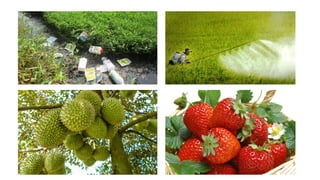 BÀI THUYẾT TRÌNH SỨC KHỎE MÔI TRƯỜNG NHÓM 13.pptx