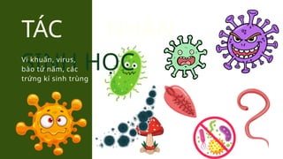 TÁC NHÂN
SINH HỌC
Vi khuẩn, virus,
bào tử nấm, các
trứng kí sinh trùng
 
