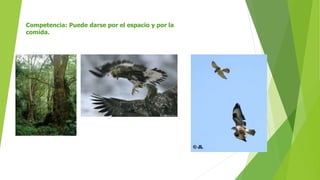 Competencia: Puede darse por el espacio y por la
comida.
 
