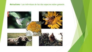 Mutualismo: Los individuos de las dos especies salen ganando.
 