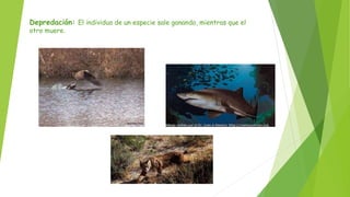 Depredación: El individuo de un especie sale ganando, mientras que el
otro muere.
 