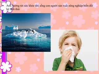 • Ảnh hưởng tới sức khỏe đời sống con người sản xuất nông nghiệp biến đổi
hệ sinh thái
 