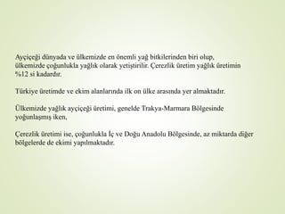 Ayçiçeği dünyada ve ülkemizde en önemli yağ bitkilerinden biri olup,
ülkemizde çoğunlukla yağlık olarak yetiştirilir. Çerezlik üretim yağlık üretimin
%12 si kadardır.
Türkiye üretimde ve ekim alanlarında ilk on ülke arasında yer almaktadır.
Ülkemizde yağlık ayçiçeği üretimi, genelde Trakya-Marmara Bölgesinde
yoğunlaşmış iken,
Çerezlik üretimi ise, çoğunlukla İç ve Doğu Anadolu Bölgesinde, az miktarda diğer
bölgelerde de ekimi yapılmaktadır.
 