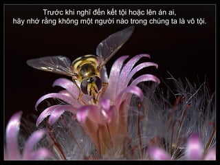 Trước khi nghĩ đến kết tội hoặc lên án ai,
hãy nhớ rằng không một người nào trong chúng ta là vô tội.

 