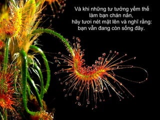 Và khi những tư tưởng yếm thế
làm bạn chán nản,
hãy tươi nét mặt lên và nghĩ rằng:
bạn vẫn đang còn sống đây.

 