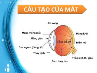 CẤU TẠO CỦA MẮT
Cơ vòng

Màng mống mắt

Màng lưới

Màng giác
Điểm mù
Con ngươi (đồng tử)
Thủy dịch

Thần kinh thị giác
Dịch thủy tinh

 