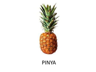 PINYA
 