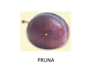 PRUNA
 