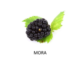 MORA
 