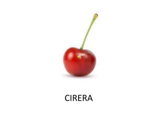 CIRERA
 