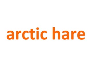 arctic hare
 
