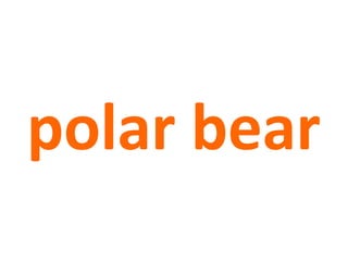 polar bear