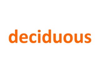 deciduous
