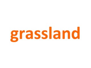 grassland
 