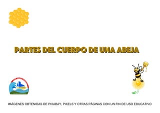 IMÁGENES OBTENIDAS DE PIXABAY, PIXELS Y OTRAS PÁGINAS CON UN FIN DE USO EDUCATIVO
PARTES DEL CUERPO DE UNA ABEJA
PARTES DEL CUERPO DE UNA ABEJA