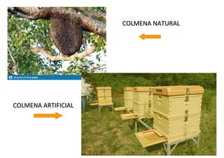 COLMENA NATURAL
COLMENA NATURAL
COLMENA ARTIFICIAL
COLMENA ARTIFICIAL