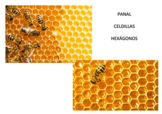 PANAL
PANAL
CELDILLAS
CELDILLAS
HEXÁGONOS
HEXÁGONOS