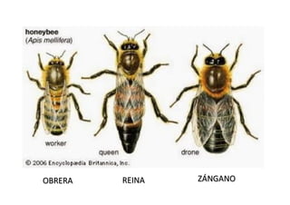 REINA
REINA
OBRERA
OBRERA ZÁNGANO
ZÁNGANO