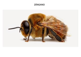 ZÁNGANO
ZÁNGANO