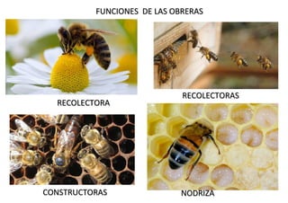 FUNCIONES DE LAS OBRERAS
FUNCIONES DE LAS OBRERAS
RECOLECTORA
RECOLECTORA
RECOLECTORAS
RECOLECTORAS
CONSTRUCTORAS
CONSTRUCTORAS NODRIZA
NODRIZA