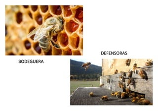 BODEGUERA
BODEGUERA
DEFENSORAS
DEFENSORAS