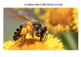 LA ABEJA LIBA EL NÉCTAR DE LA FLOR
LA ABEJA LIBA EL NÉCTAR DE LA FLOR