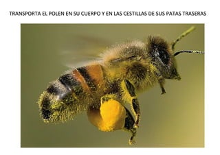 TRANSPORTA EL POLEN EN SU CUERPO Y EN LAS CESTILLAS DE SUS PATAS TRASERAS
TRANSPORTA EL POLEN EN SU CUERPO Y EN LAS CESTILLAS DE SUS PATAS TRASERAS