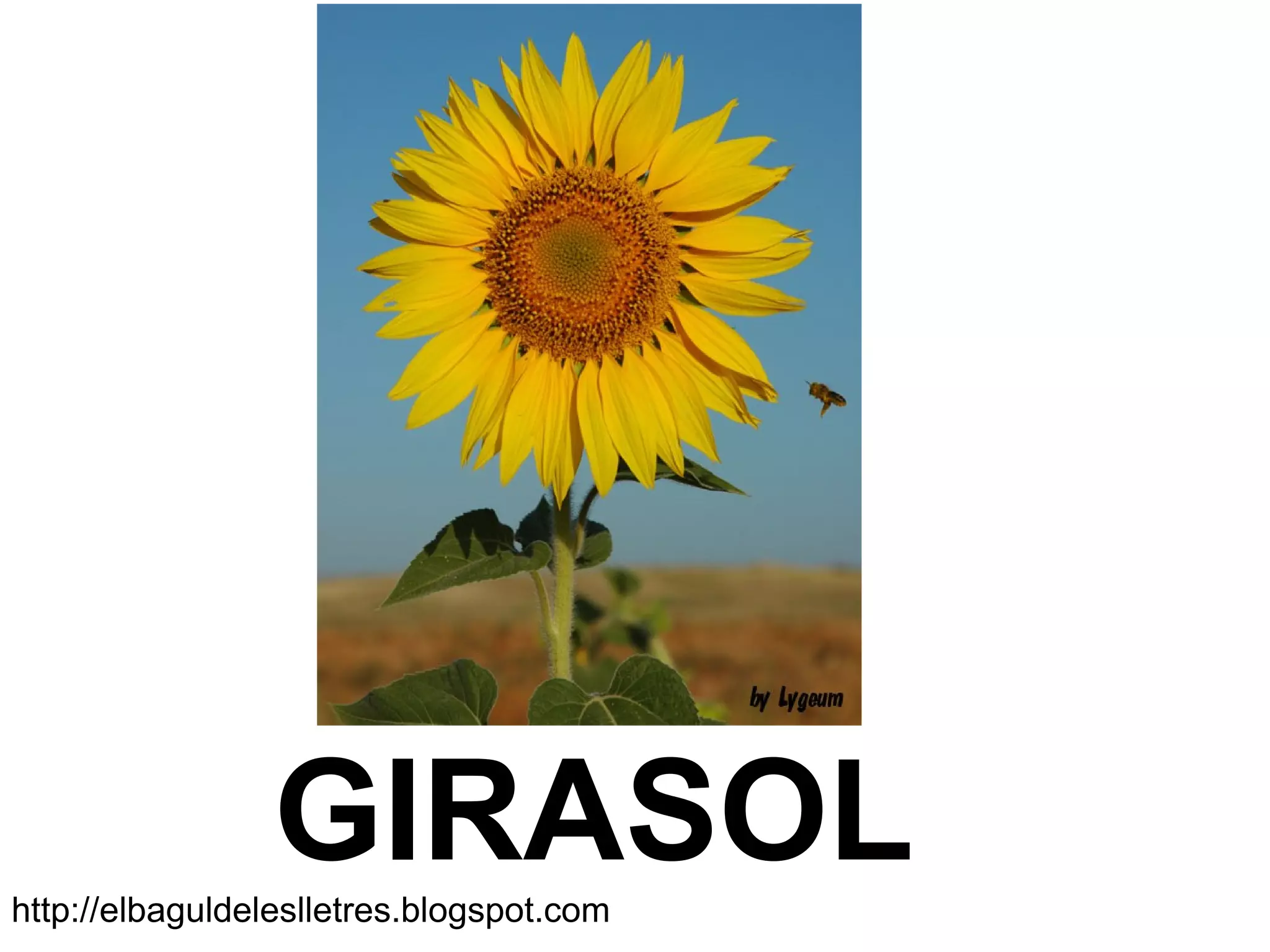 GIRASOLhttp://elbaguldeleslletres.blogspot.com
 