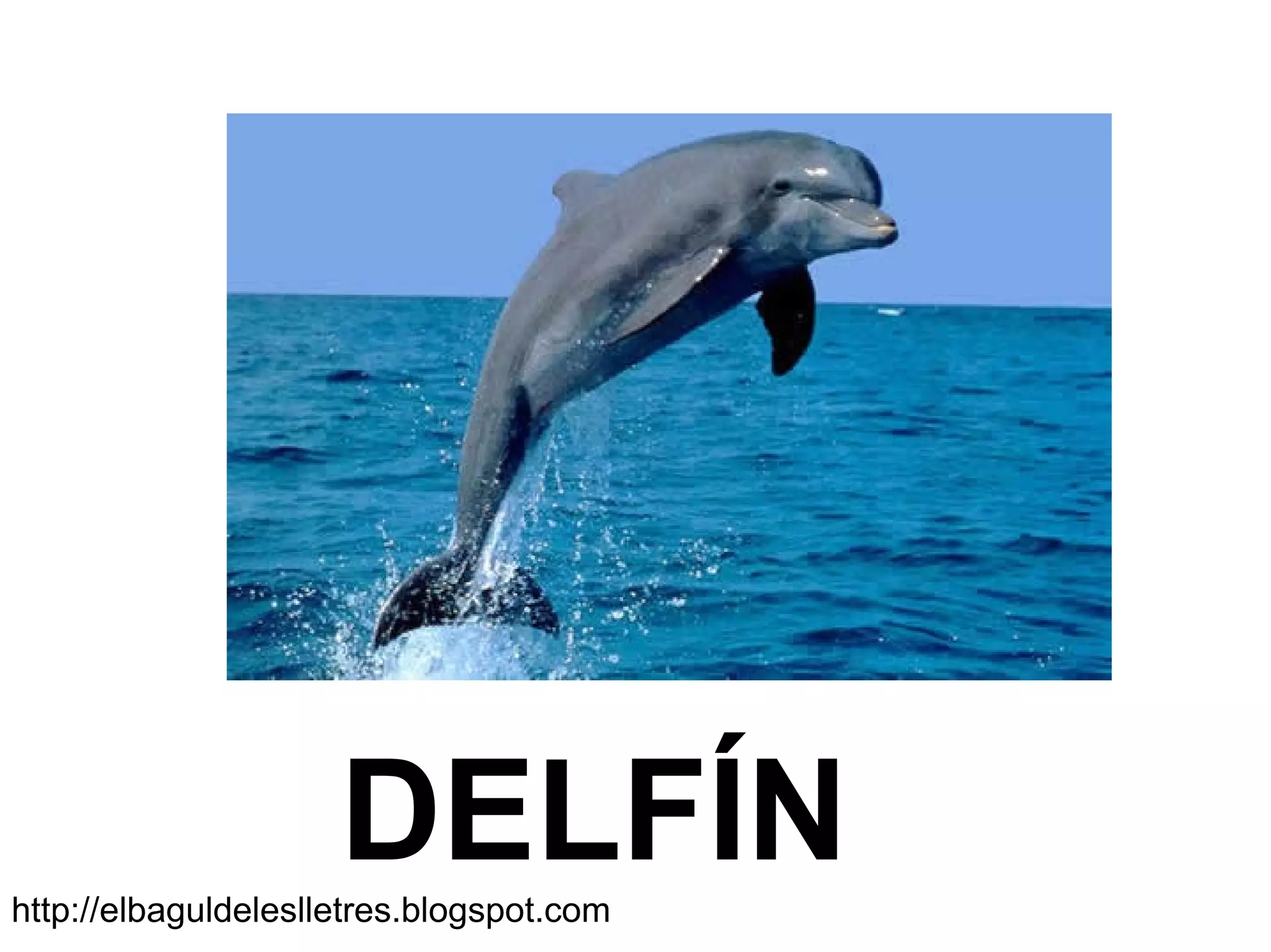DELFÍNhttp://elbaguldeleslletres.blogspot.com
 