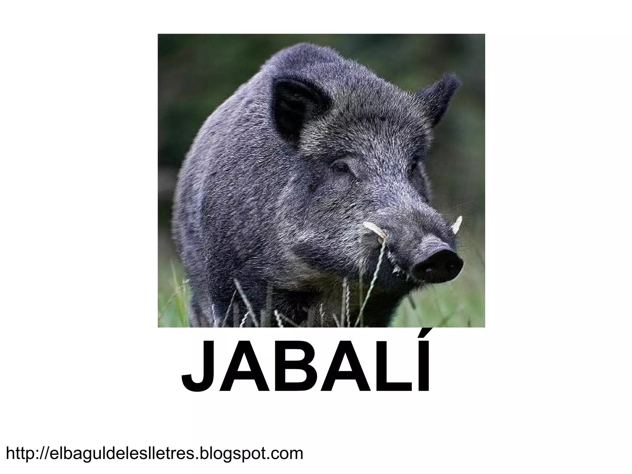 JABALÍ
http://elbaguldeleslletres.blogspot.com
 