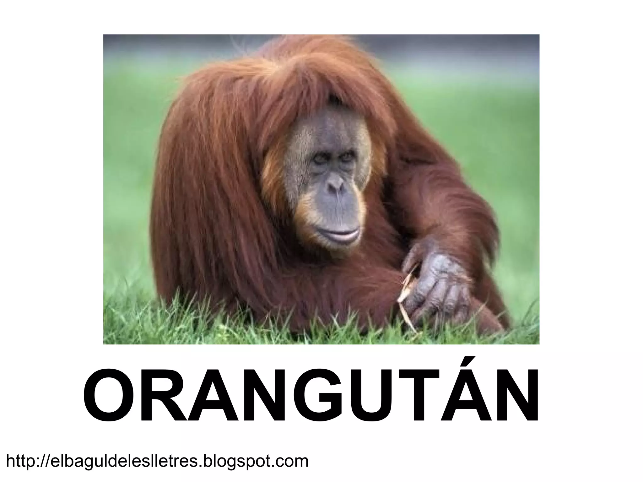 ORANGUTÁN
http://elbaguldeleslletres.blogspot.com
 
