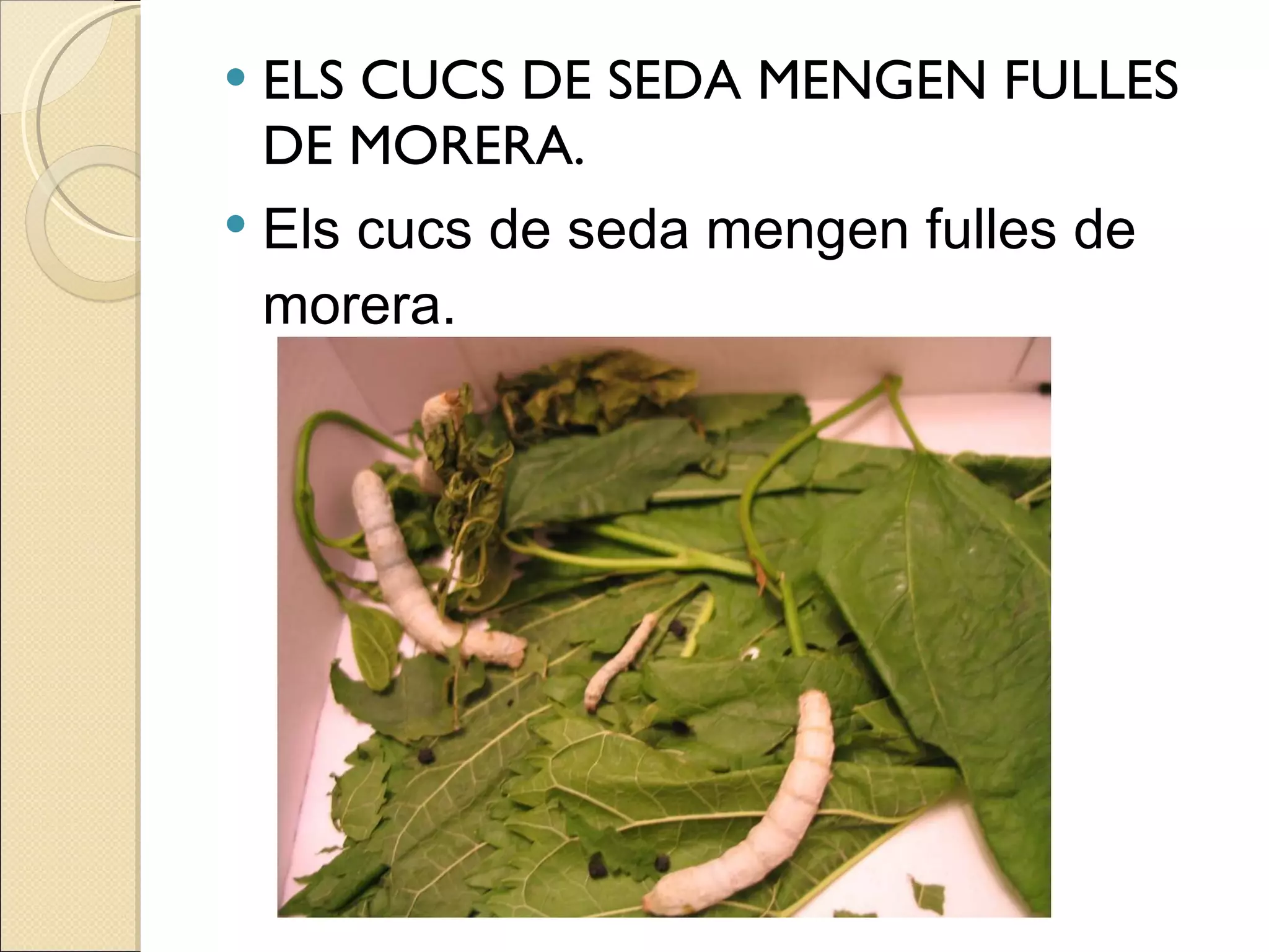 ELS CUCS DE SEDA MENGEN FULLES DE MORERA. Els cucs de seda mengen fulles de morera. 