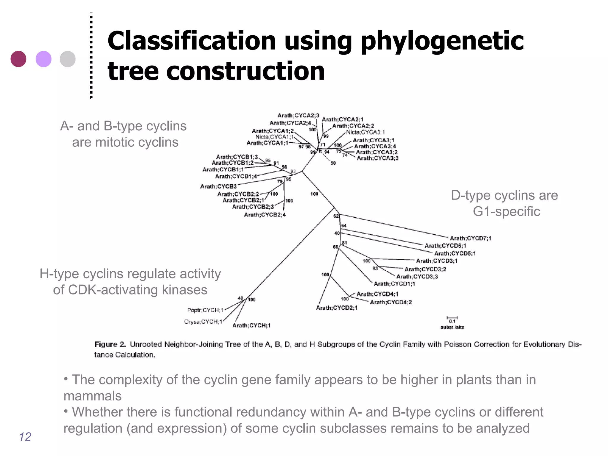 Classification using phylogenetic
                tree construction
        A- and B-type cyclins
          are mitotic cyclins


                                                                           D-type cyclins are
                                                                               G1-specific



     H-type cyclins regulate activity
       of CDK-activating kinases




         • The complexity of the cyclin gene family appears to be higher in plants than in
         mammals
         • Whether there is functional redundancy within A- and B-type cyclins or different
         regulation (and expression) of some cyclin subclasses remains to be analyzed
12
 