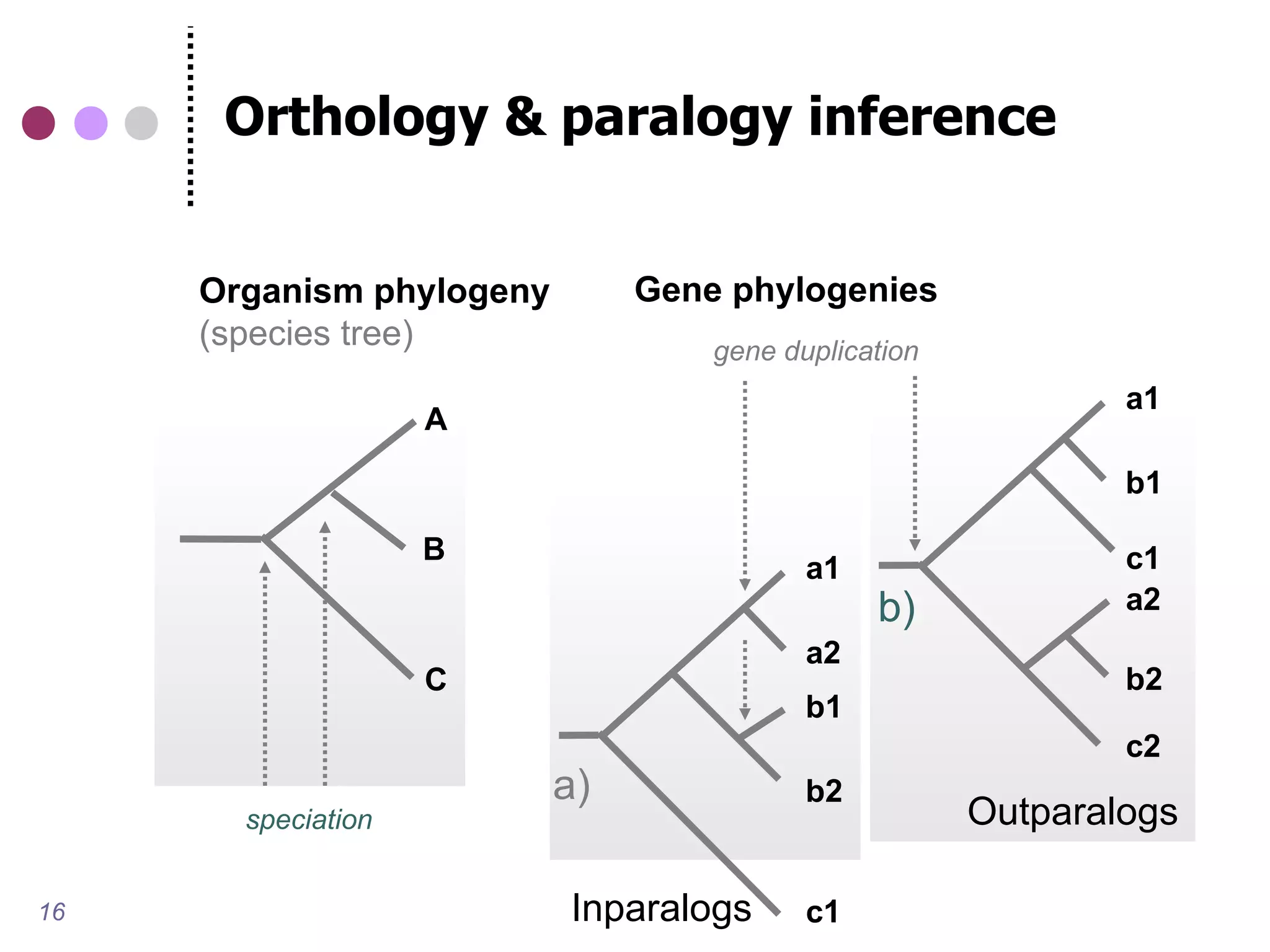 Orthology & paralogy inference


     Organism phylogeny        Gene phylogenies
     (species tree)                gene duplication
                                                              a1
                    A

                                                              b1

                    B                                         c1
                                          a1
                                               b)             a2
                                          a2
                    C                                         b2
                                          b1
                                                              c2
                          a)              b2
       speciation                                     Outparalogs

16                        Inparalogs      c1
 
