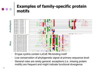 Examples of family-specific protein
     Arabidopsis
     Rice
                        motifs




                      D-type cyclins contain LxCxE Rb-binding motif
                      Low conservation of phylogenetic signal at primary sequence level
                      General rules are rarely general: exceptions (i.e. missing protein
                       motifs) are frequent and might indicate functional divergence
11
 