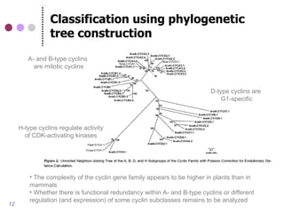 Classification using phylogenetic
                tree construction
        A- and B-type cyclins
          are mitotic cyclins


                                                                           D-type cyclins are
                                                                               G1-specific



     H-type cyclins regulate activity
       of CDK-activating kinases




         • The complexity of the cyclin gene family appears to be higher in plants than in
         mammals
         • Whether there is functional redundancy within A- and B-type cyclins or different
         regulation (and expression) of some cyclin subclasses remains to be analyzed
12
 