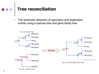 Tree reconciliation

        The automatic detection of speciation and duplication
         events using a species tree and gene family tree




18
 