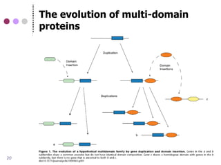 The evolution of multi-domain
     proteins




20
 