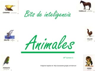 Bits de inteligencia  Animales Imágenes bajadas de: https://picasaweb.google.com/clamcan Mª Carmen S. 