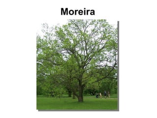 Moreira  