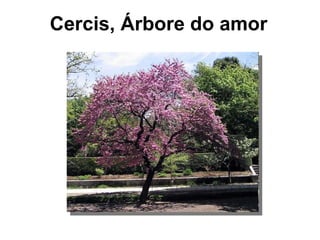 Cercis, Árbore do amor  