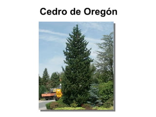 Cedro de Oregón 